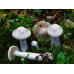 Мицелий Паутинника бело-фиолетового (Cortinarius alboviolaceus)